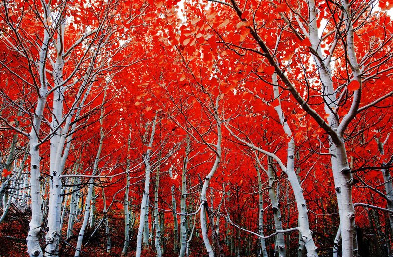 Aspen Trees in Autumn — Red, Dramatic, Photograph, Leaves