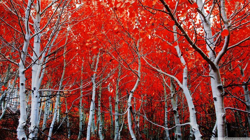 Aspen Trees in Autumn — Red, Dramatic, Photograph