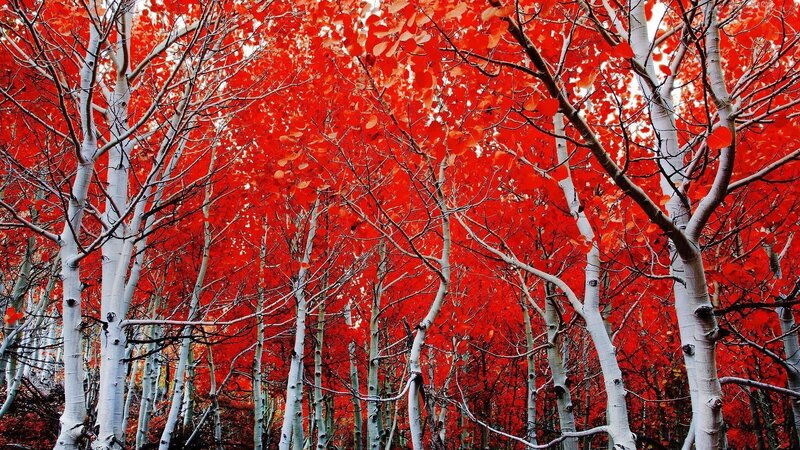 Aspen Trees in Autumn — Red, Dramatic