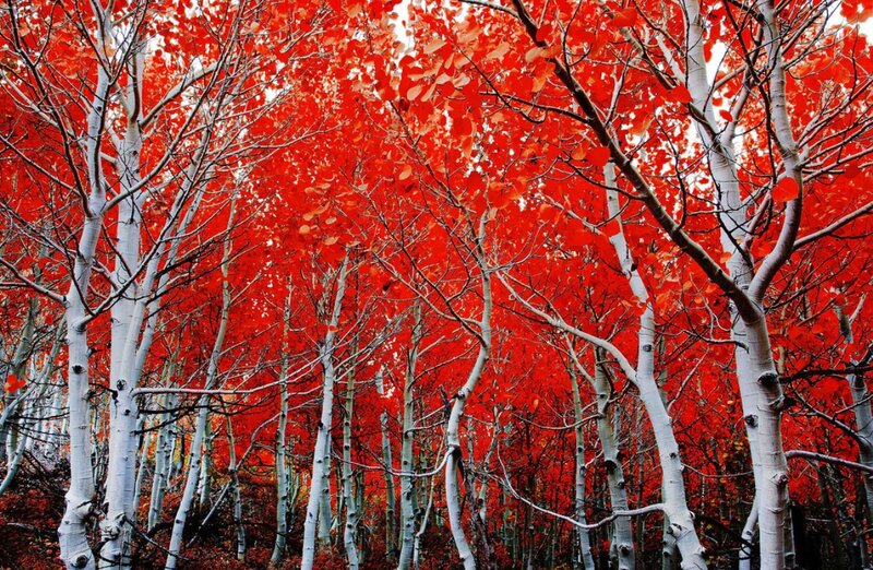 Aspen Trees in Autumn — Red