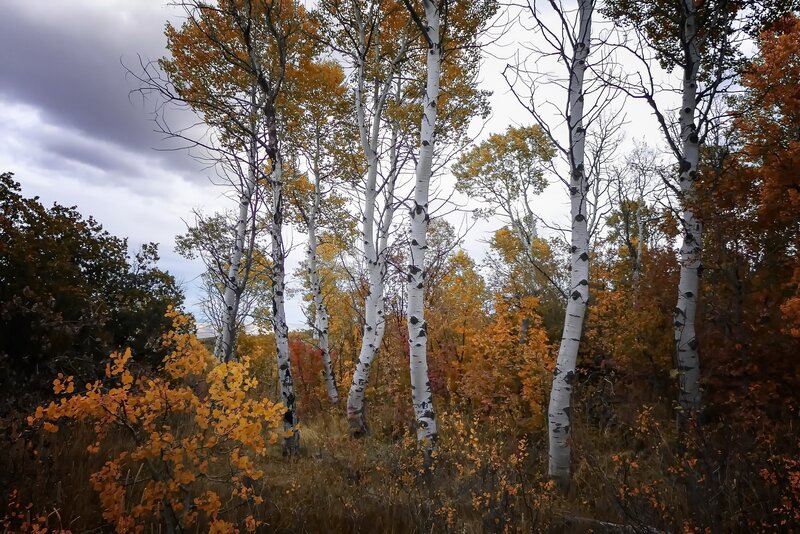 Aspen Trees in Autumn — White, Serene, Photograph, Leaves