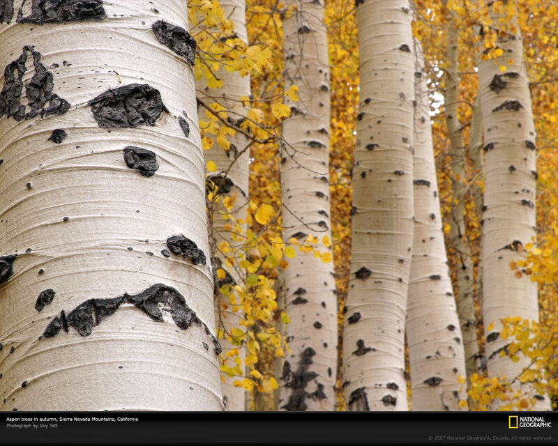 Aspen Trees in Autumn — White, Serene, Photograph