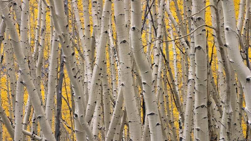 Aspen Trees in Autumn — White, Serene, Photograph, Yellow Leaves
