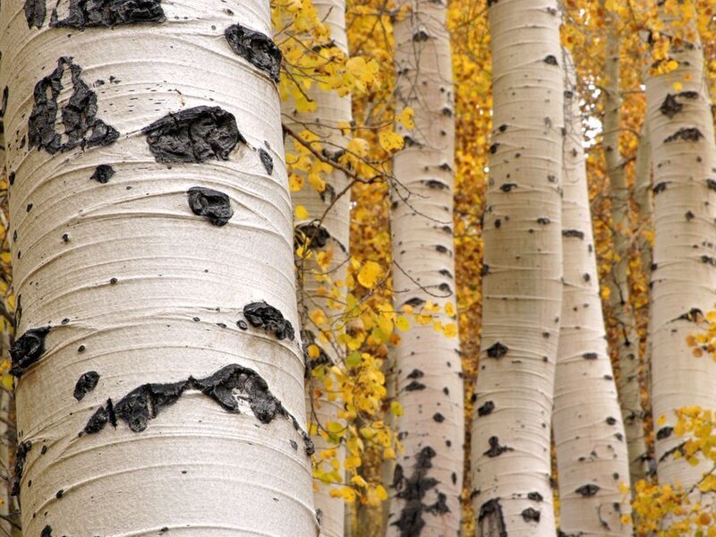 Aspen Trees in Autumn — White, Serene