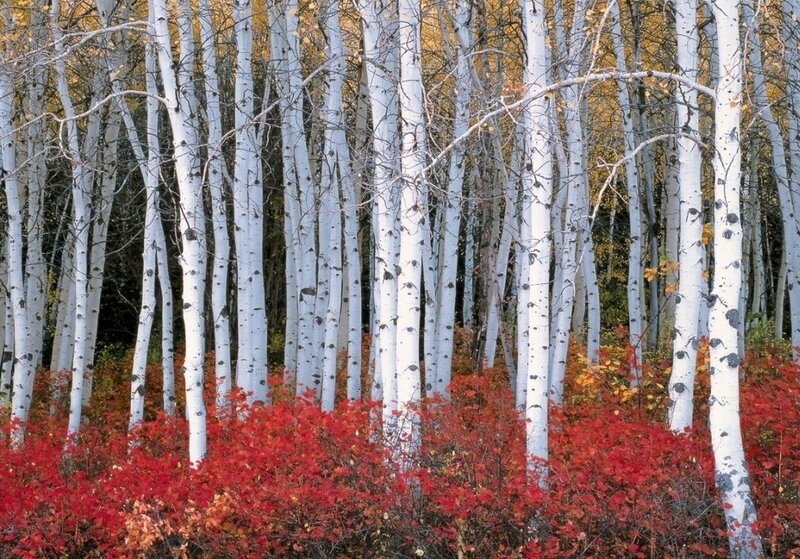 Aspen Trees in Autumn — White