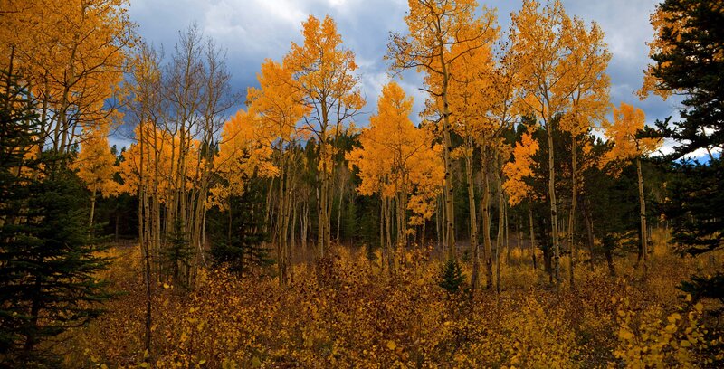 Aspen Trees in Autumn — Yellow, Dramatic, Photograph