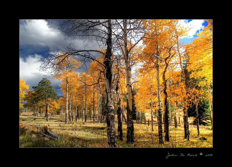 Aspen Trees in Autumn — Yellow, Dramatic