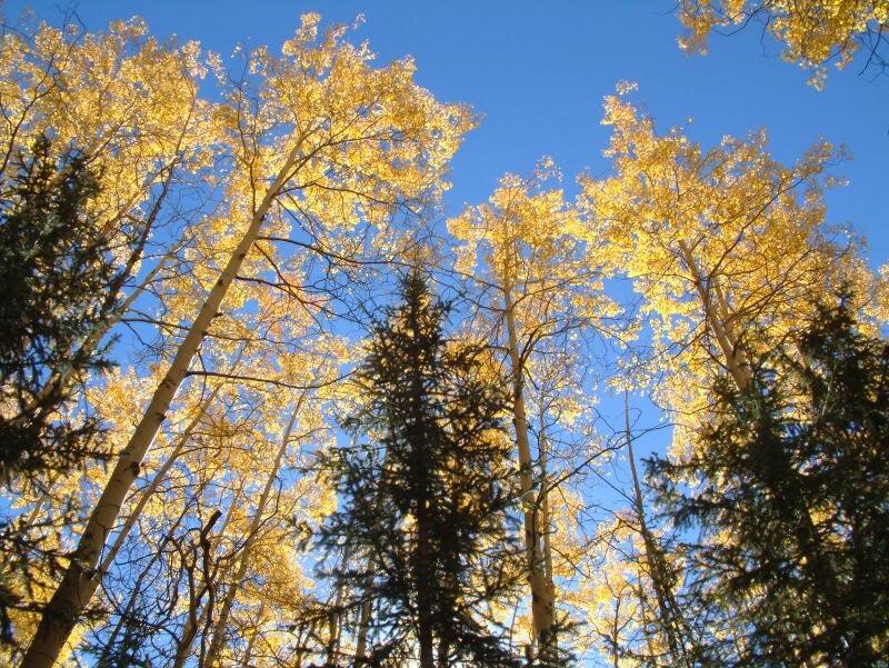Aspen Trees in Autumn — Yellow, Serene, Photograph, Evergreen Trees