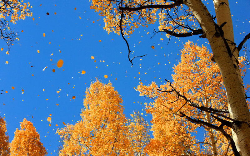 Aspen Trees in Autumn — Yellow, Serene, Photograph, Falling Leaves