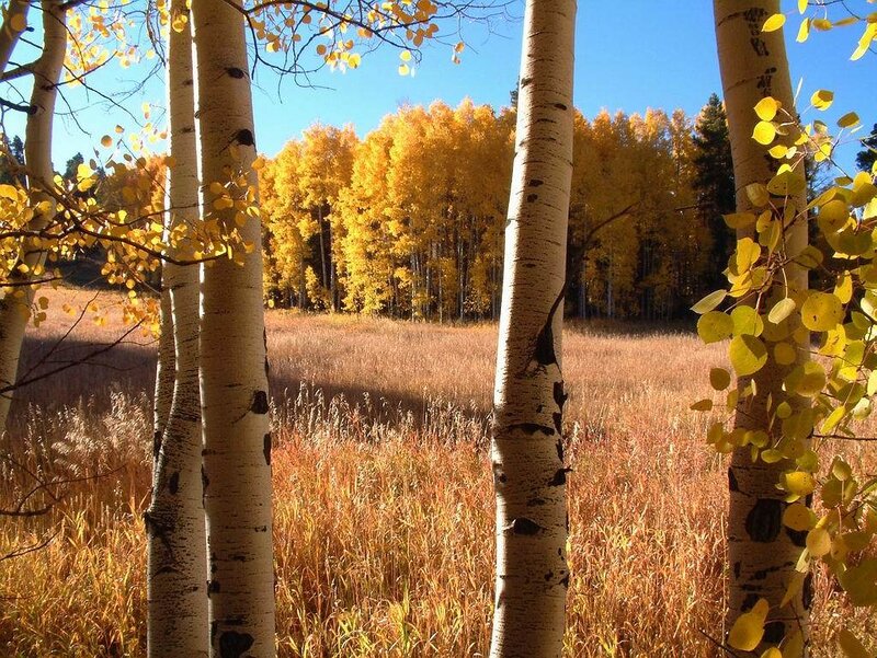 Aspen Trees in Autumn — Yellow, Serene, Photograph, Field