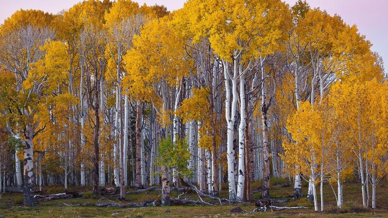 Aspen Trees in Autumn — Yellow, Serene, Photograph, Forest, Fall Foliage