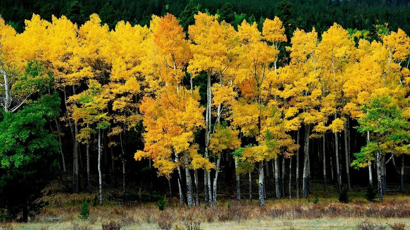 Aspen Trees in Autumn — Yellow, Serene, Photograph, Forest, Grass