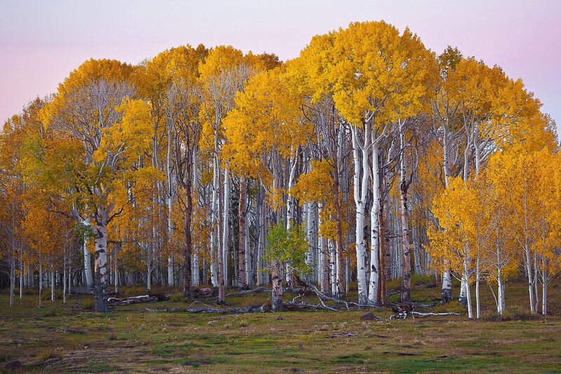 Aspen Trees in Autumn — Yellow, Serene, Photograph, Grass, Sky