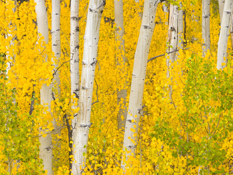 Aspen Trees in Autumn — Yellow, Serene, Photograph, Leaves, Forest