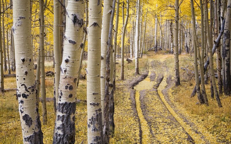 Aspen Trees in Autumn — Yellow, Serene, Photograph, Leaves, Path