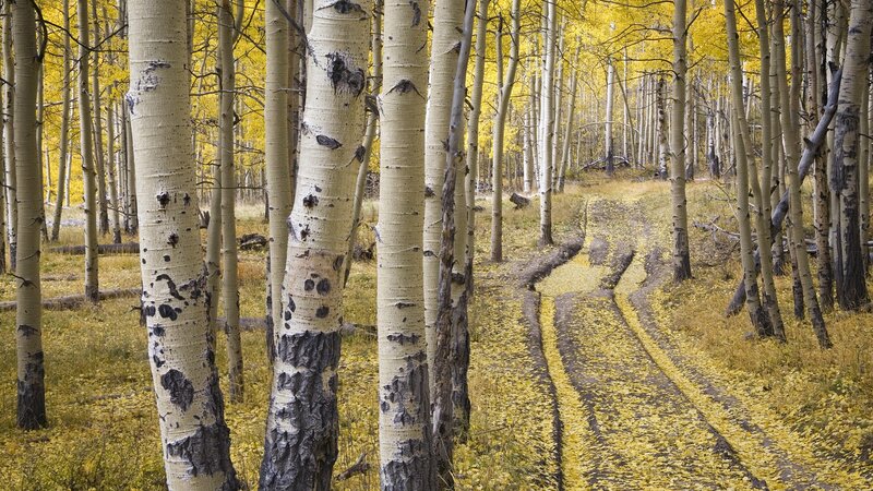 Aspen Trees in Autumn — Yellow, Serene, Photograph, Leaves, Path, White