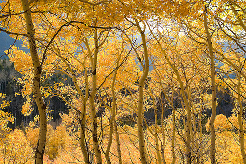 Aspen Trees in Autumn — Yellow, Serene, Photograph, Leaves