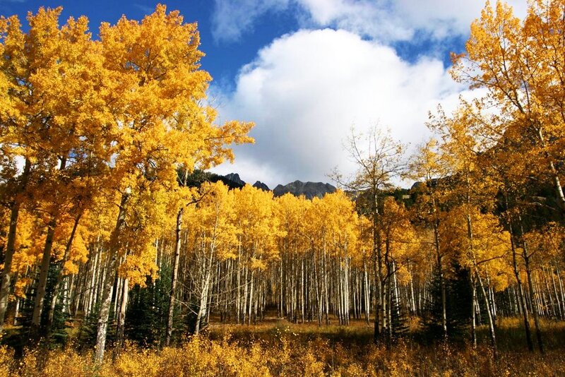Aspen Trees in Autumn — Yellow, Serene, Photograph, Mountains