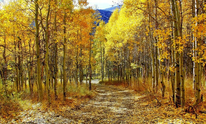 Aspen Trees in Autumn — Yellow, Serene, Photograph, Path