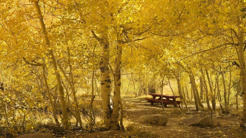 Aspen Trees in Autumn — Yellow, Serene, Photograph, Picnic Table