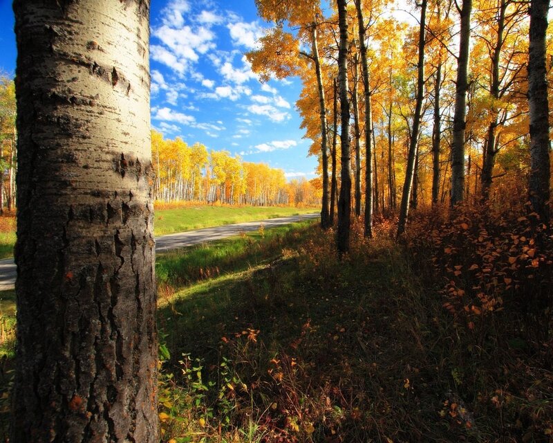 Aspen Trees in Autumn — Yellow, Serene, Photograph, Road, Sky