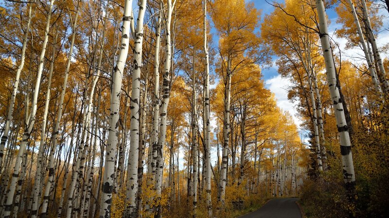 Aspen Trees in Autumn — Yellow, Serene, Photograph, Road