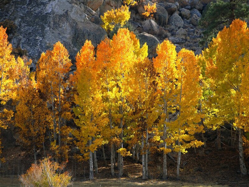 Aspen Trees in Autumn — Yellow, Serene, Photograph, Rocks
