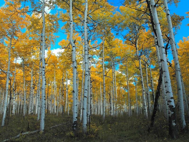 Aspen Trees in Autumn — Yellow, Serene, Photograph, Sky, Forest