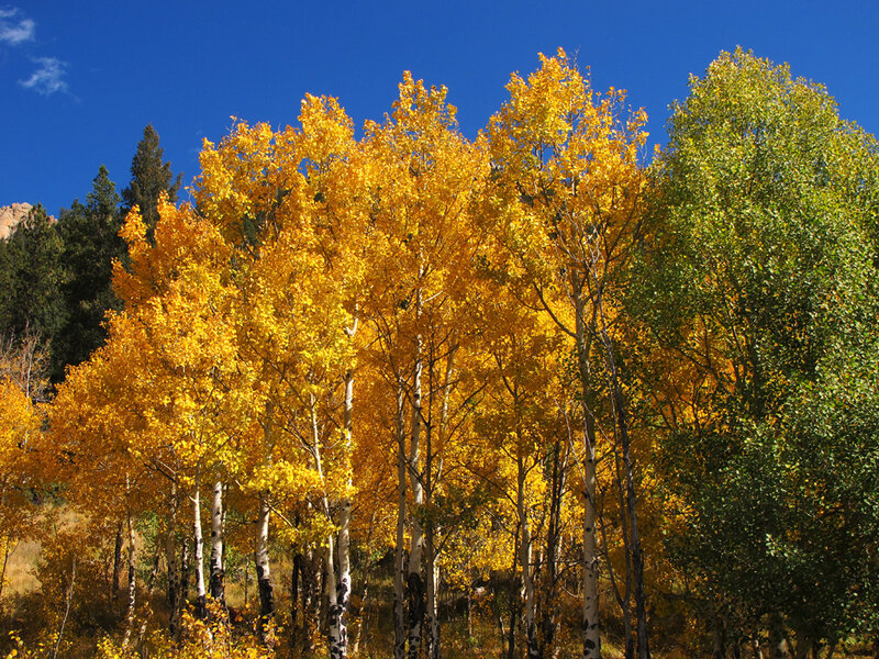Aspen Trees in Autumn — Yellow, Serene, Photograph, Sky, Mountain