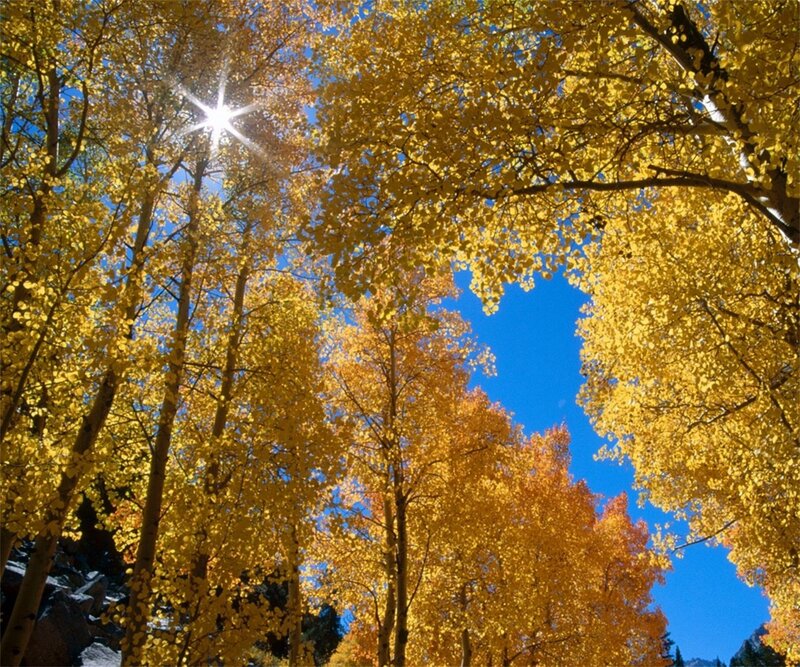 Aspen Trees in Autumn — Yellow, Serene, Photograph, Sun