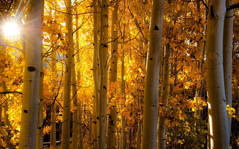 Aspen Trees in Autumn — Yellow, Serene, Photograph, Sunlight, Leaves