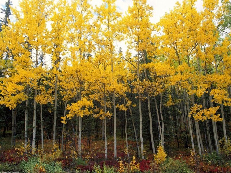 Aspen Trees in Autumn — Yellow, Serene