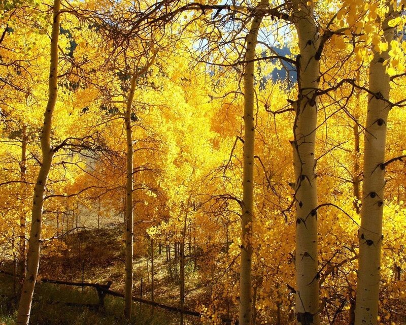 Aspen Trees in Autumn — Yellow