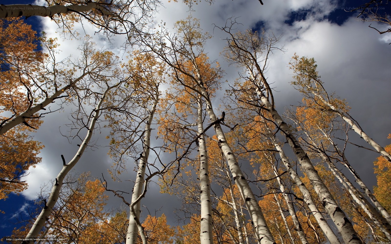 Aspen trees in autumn