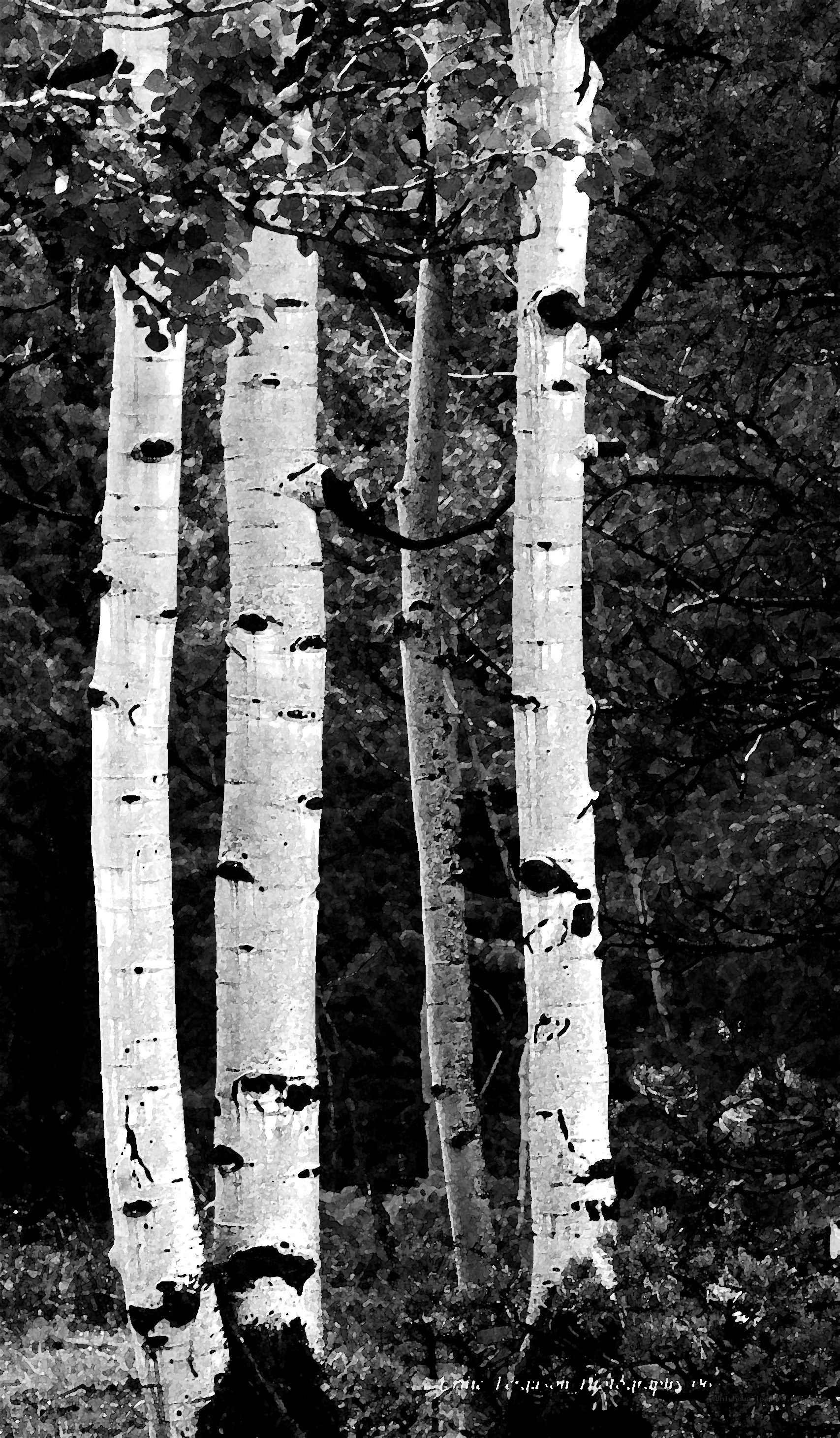 Aspen trees in black and white