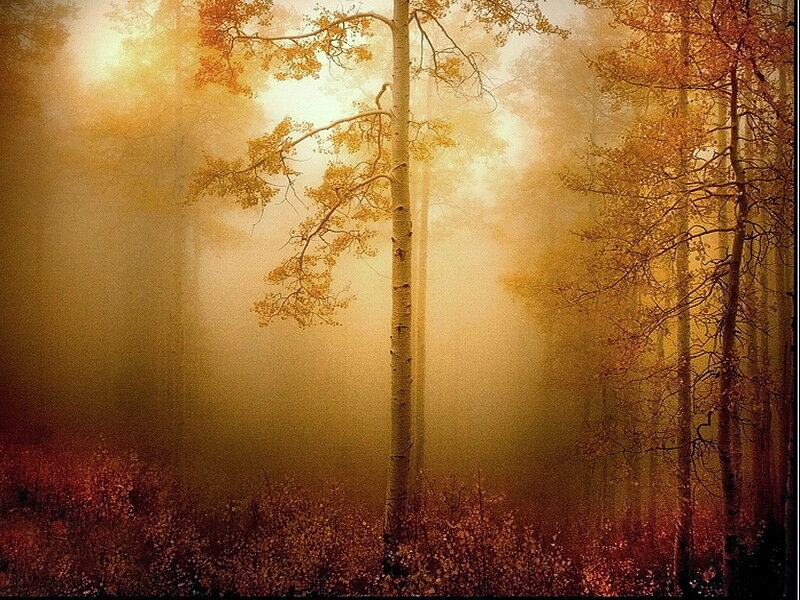 Aspen Trees in Fog