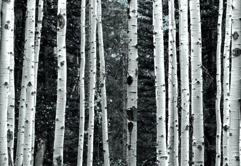 Aspen Trees in Forest — Black