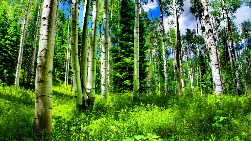 Aspen Trees in Forest — Green, Serene, Afternoon, Photograph, Grass, Sky
