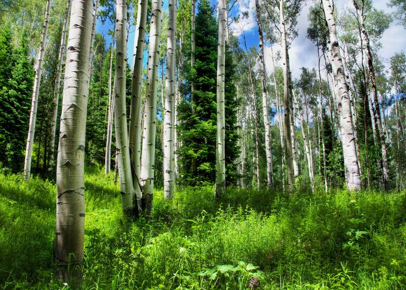 Aspen Trees in Forest — Green, Serene, Afternoon, Photograph, Green Grass