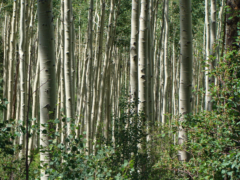 Aspen Trees in Forest — Green, Serene, Afternoon, Photograph, Leaves