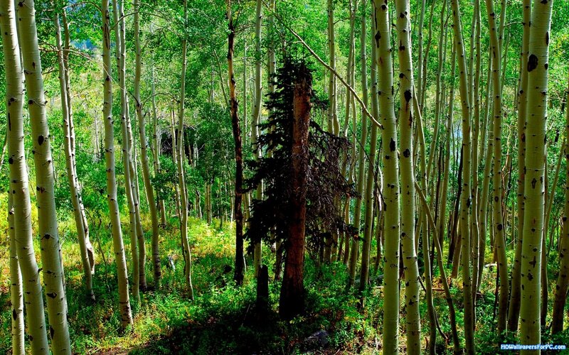 Aspen Trees in Forest — Green, Serene, Afternoon, Photograph, Sunlight