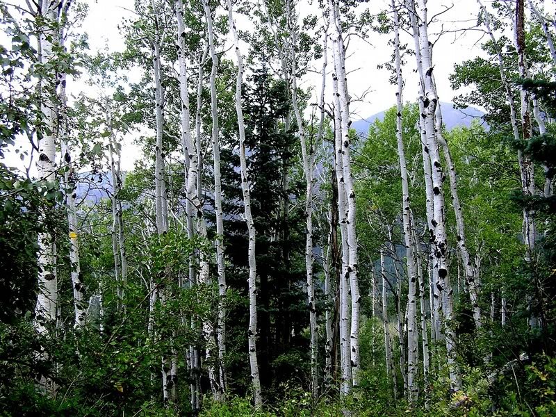 Aspen Trees in Forest — Green, Serene, Afternoon