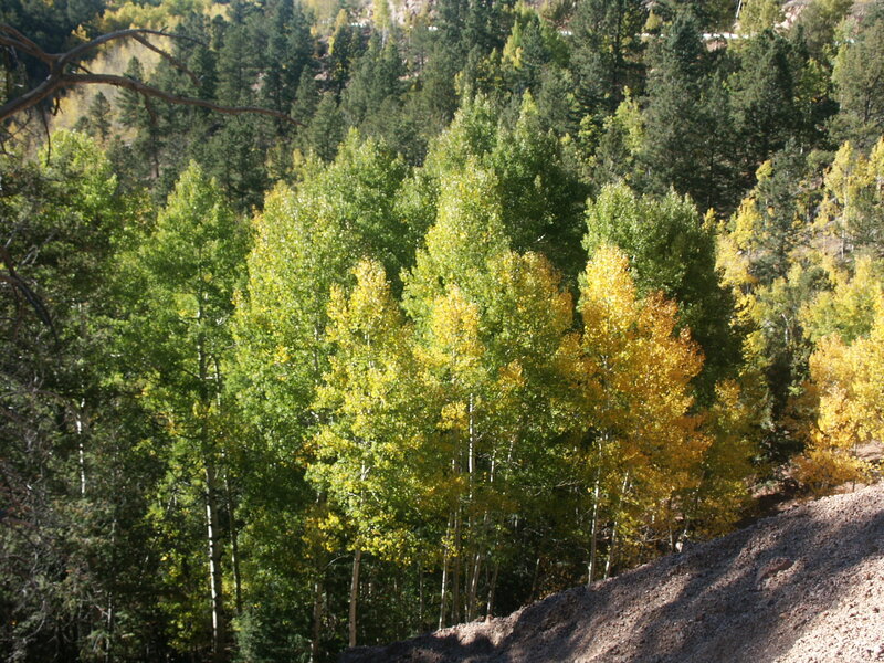 Aspen Trees in Forest — Green, Serene, Autumn