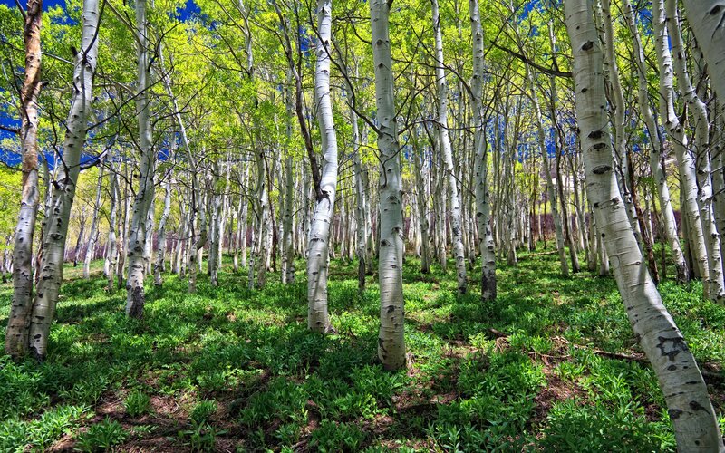 Aspen Trees in Forest — Green, Serene, Spring, Photograph, Green Leaves, Blue Sky