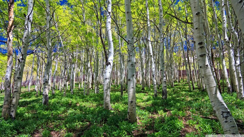 Aspen Trees in Forest — Green, Serene, Spring, Photograph, Green Leaves