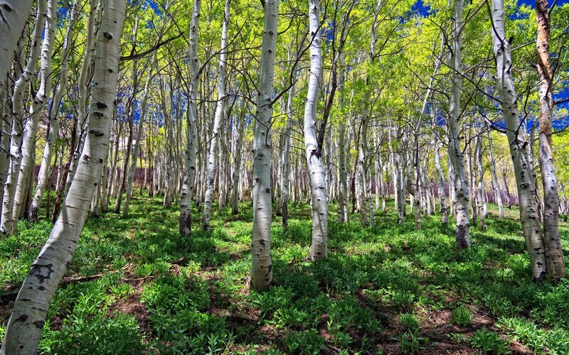 Aspen Trees in Forest — Green, Serene, Spring, Photograph, Green Leaves, White Bark