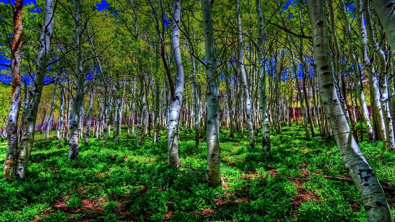 Aspen Trees in Forest — Green, Serene, Spring, Photograph