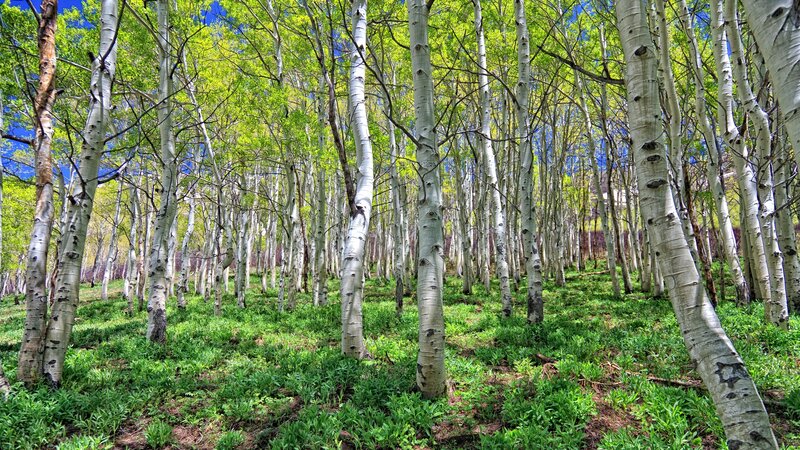 Aspen Trees in Forest — Green, Serene, Spring