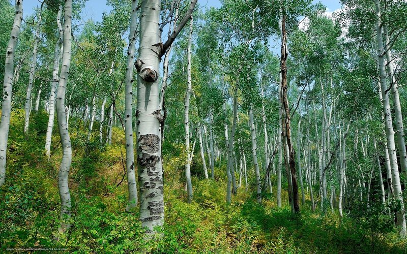 Aspen Trees in Forest — Green, Serene, Summer, Photograph