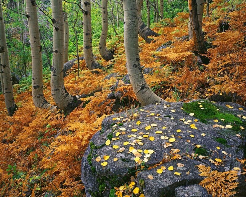 Aspen Trees in Forest — Orange, Serene, Autumn, Photograph, Ferns